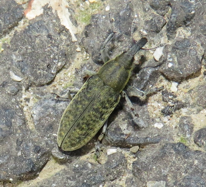 Lixus cardui/filiformis