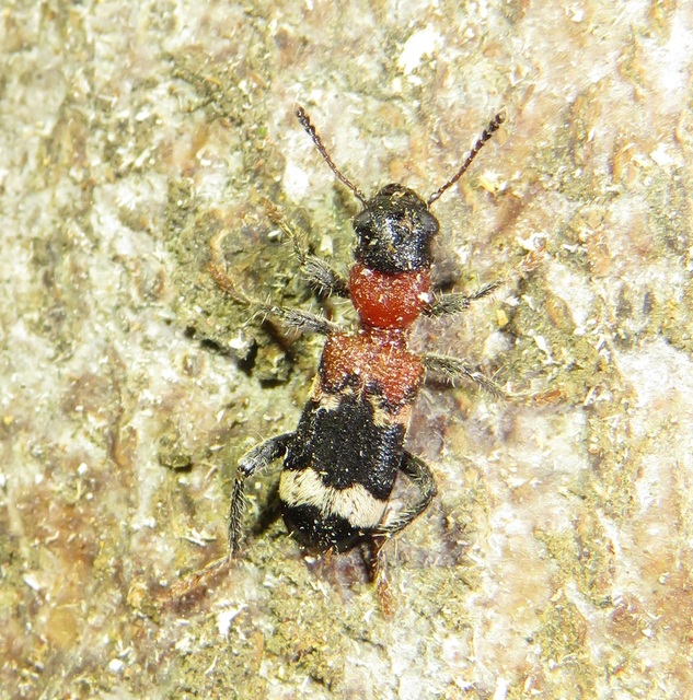Thanasimus formicarius - vörösnyakú szúfarkas