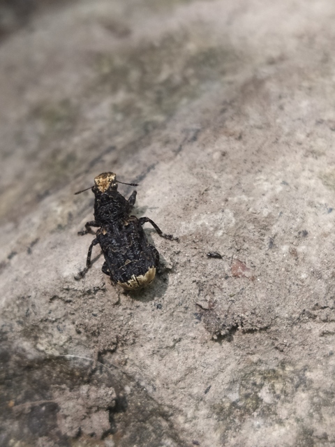 Platyrhinus resinosus - nagy orrosbogár