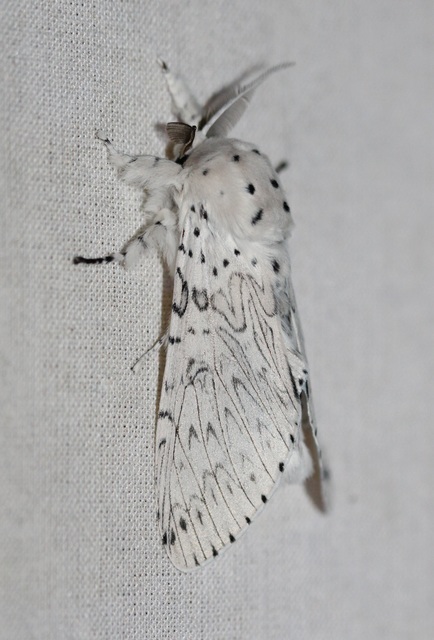 Cerura erminea - hermelin-púposszövő