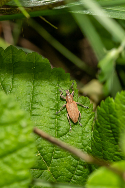 Tanymecus palliatus - közönséges hegyesfarúbarkó