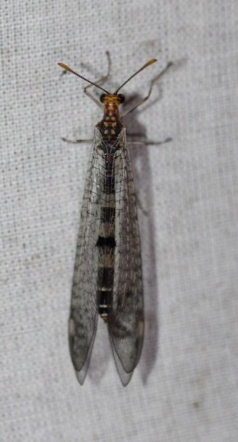 Megistopus flavicornis - kétfoltos hangyaleső Megistopus flavicornis - kétfoltos hangyaleső