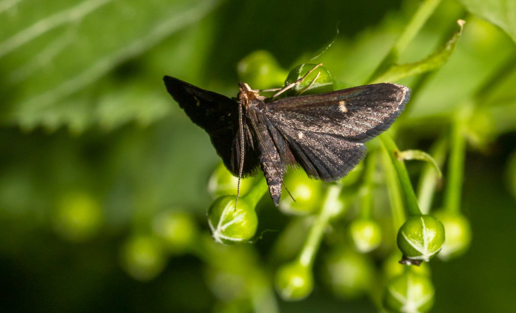 Dolicharthria stigmosalis - balkáni tűzmoly