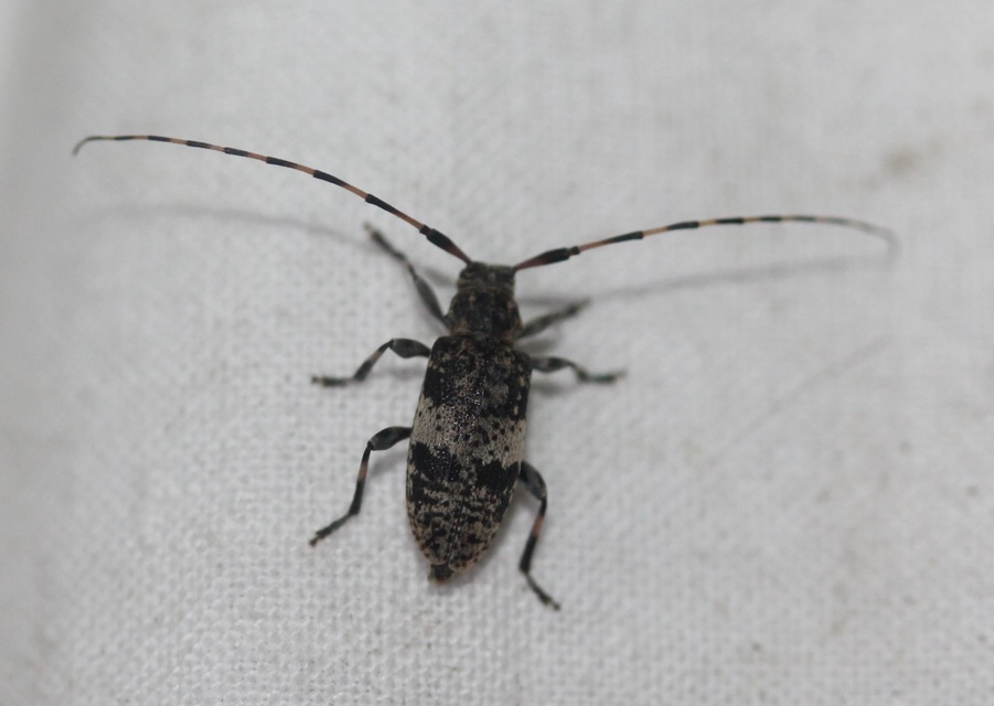 Leiopus nebulosus - öves gesztcincér