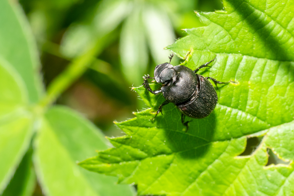Onthophagus verticicornis - fekete trágyatúró