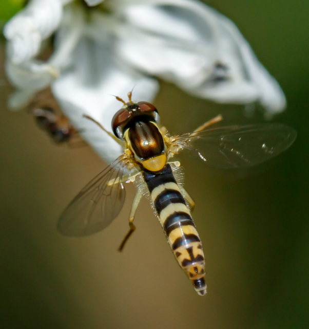 Sphaerophoria