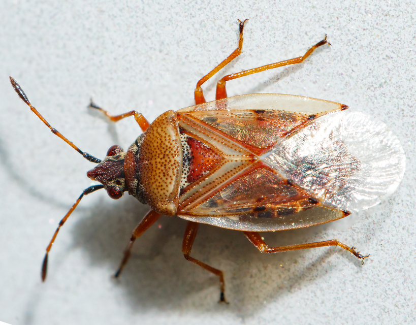 Kleidocerys resedae - nyírbodobács