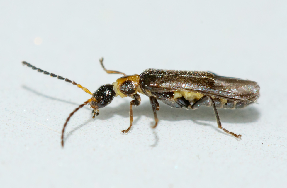 Malthodes dimidiaticollis - foltosnyakú törpelágybogár