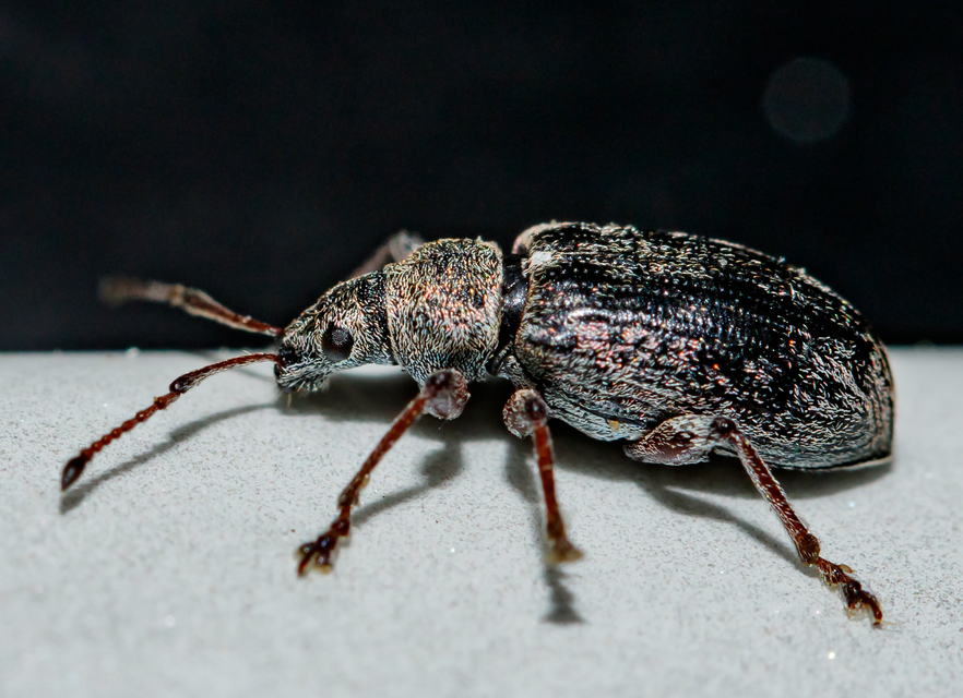 Phyllobius pyri - gyümölcsfa-levélormányos