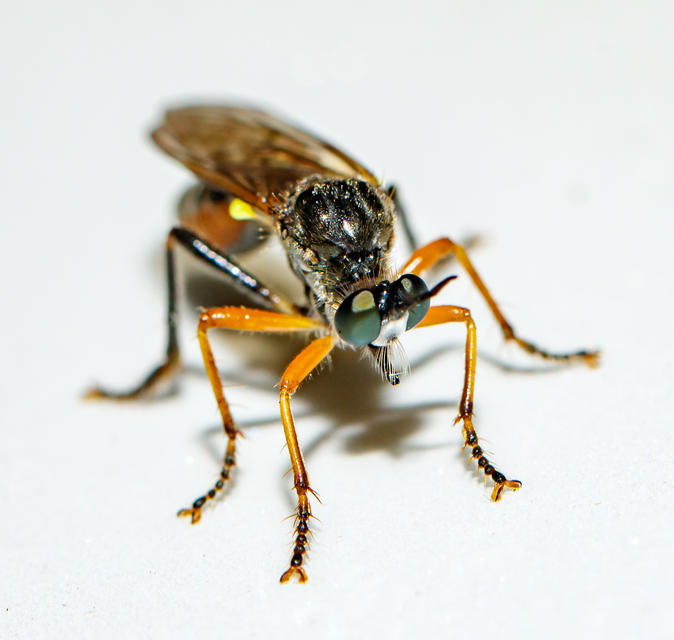 Dioctria rufipes