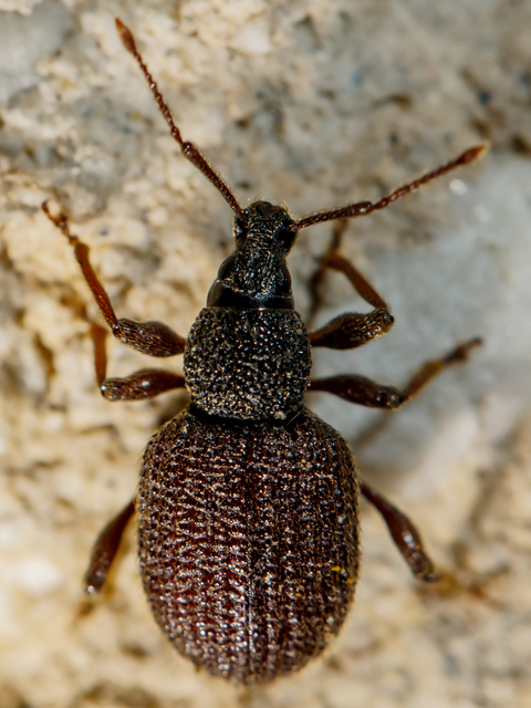 Otiorhynchus rugosostriatus - szamóca-gyalogormányos