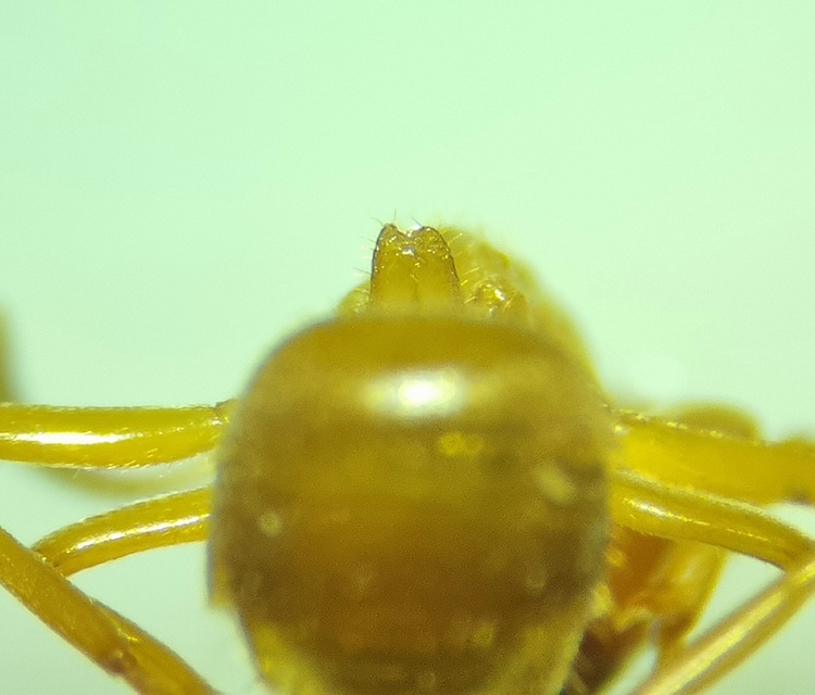 Lasius citrinus - citromszagú borostyánhangya