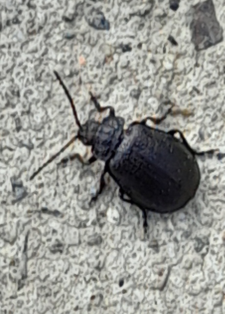 Galeruca tanaceti - fekete olajosbogár