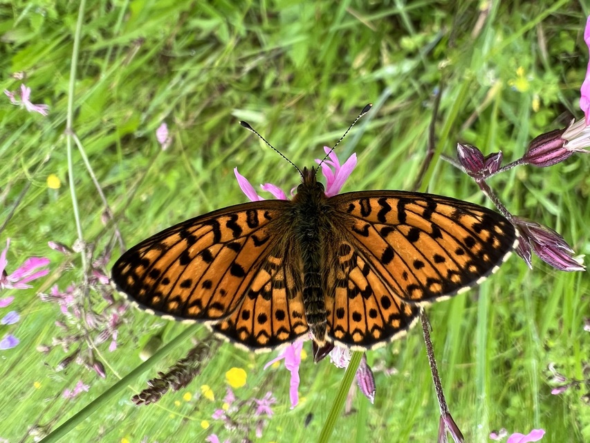 Boloria selene - fakó gyöngyházlepke