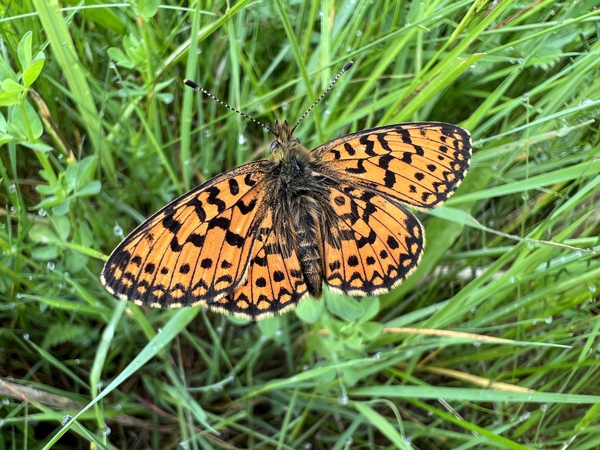Boloria selene - fakó gyöngyházlepke