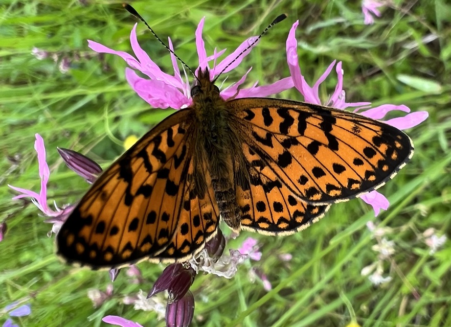 Boloria selene - fakó gyöngyházlepke