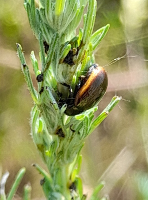Chrysolina marginata - nyúlánk szegélyeslevelész