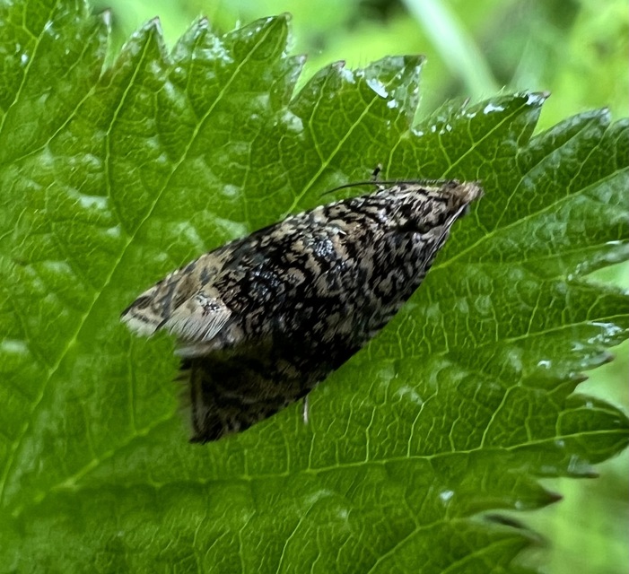 Celypha lacunana - vízparti tükrösmoly