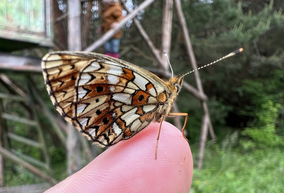 Boloria selene - fakó gyöngyházlepke