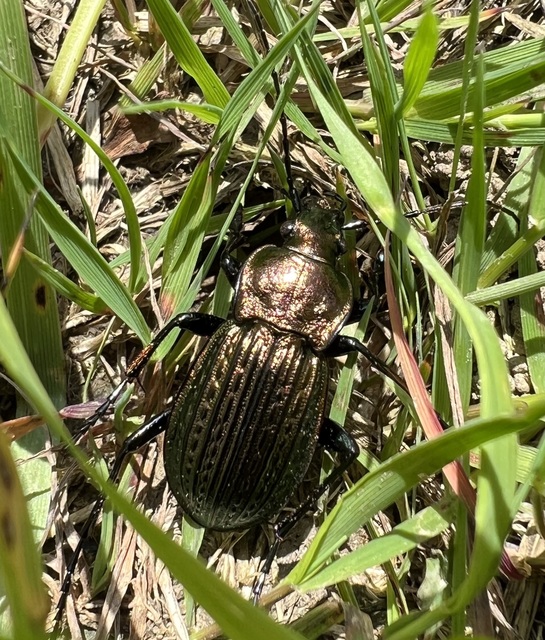 Carabus ulrichii - rezes futrinka Carabus ulrichii - rezes futrinka
