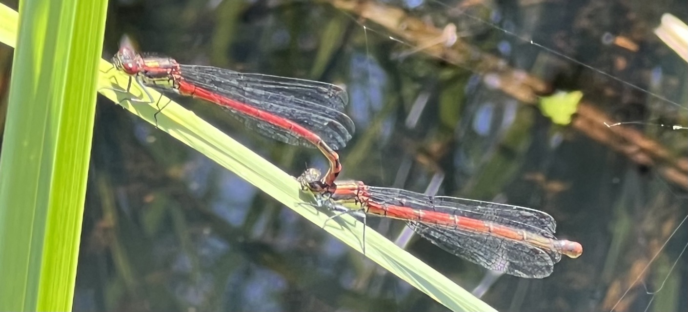 Pyrrhosoma nymphula interposita - vörös légivadász