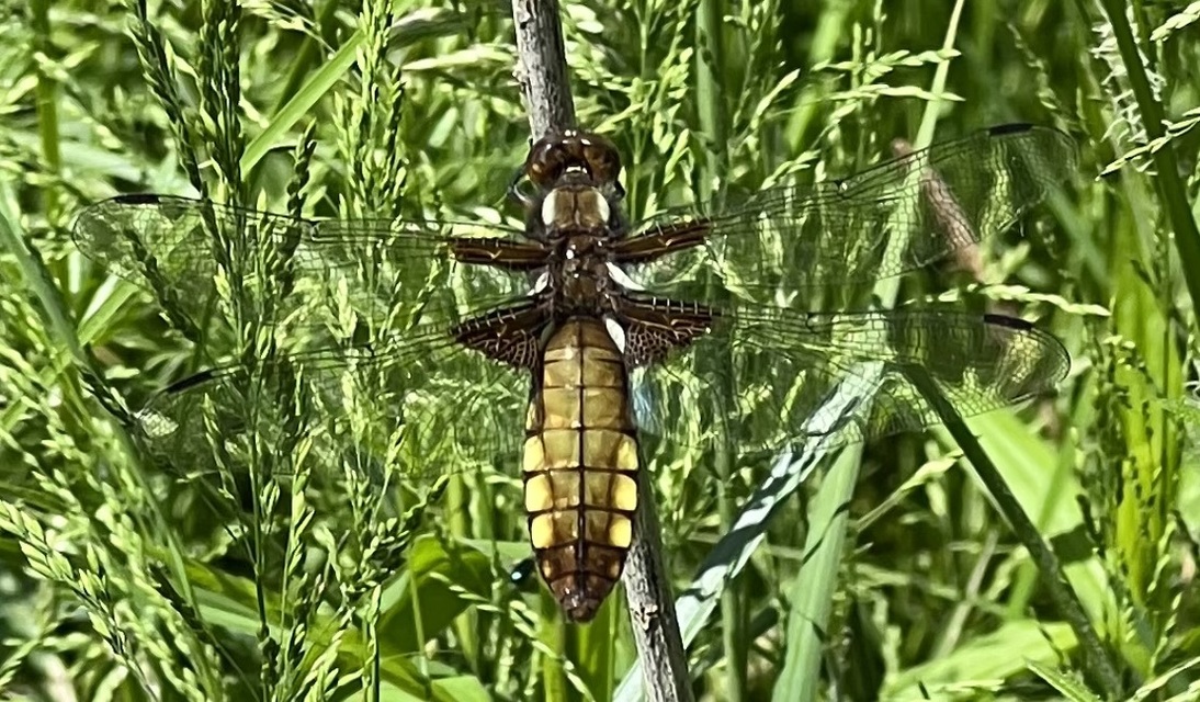 Libellula depressa - széles laposacsa