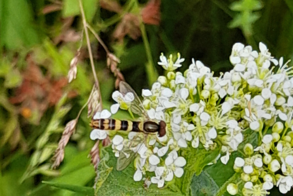 Sphaerophoria