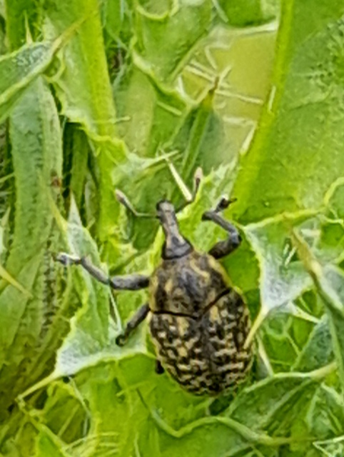 Larinus sturnus - aszat-púderbarkó