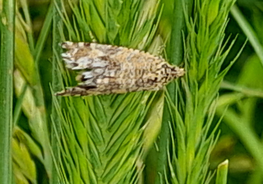Celypha lacunana - vízparti tükrösmoly
