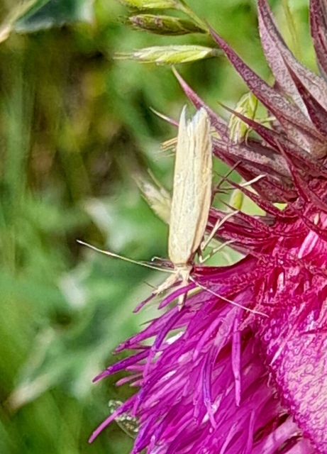 Pleurota
