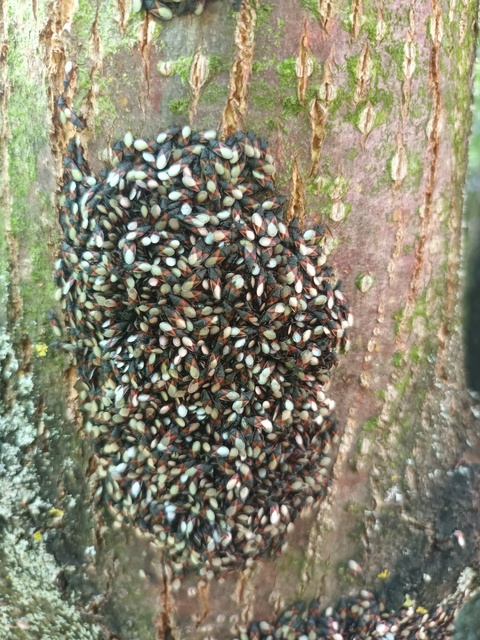 Oxycarenus lavaterae - hársbodobács