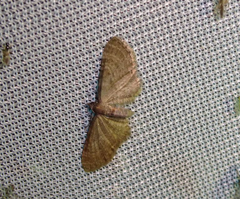 Eupithecia haworthiata - rozsdástestű törpearaszoló