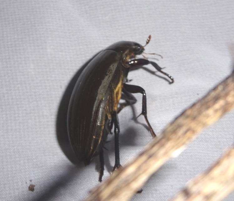 Hydrophilus piceus - közönséges óriáscsibor
