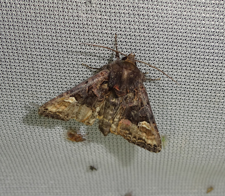 Euplexia lucipara - szeder-csipkésbagoly