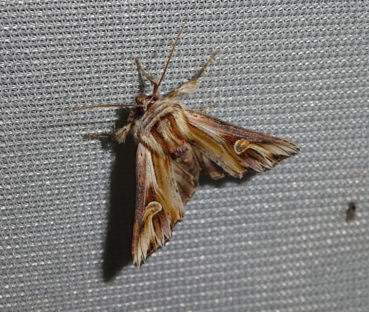 Actinotia polyodon - nagy sugarasbagoly