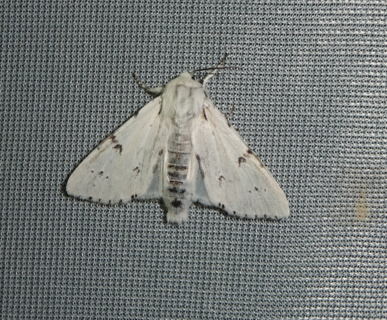 Acronicta leporina - fehér szigonyosbagoly