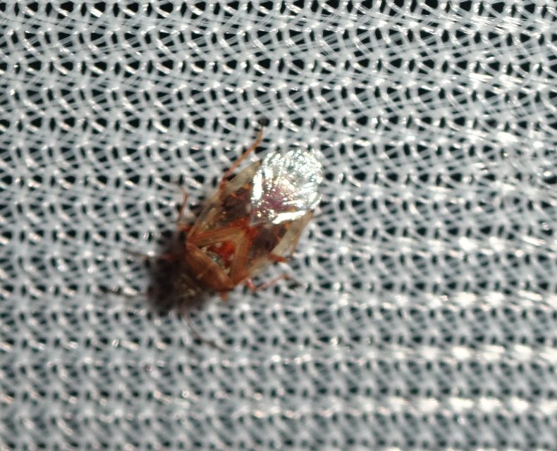 Kleidocerys resedae - nyírbodobács