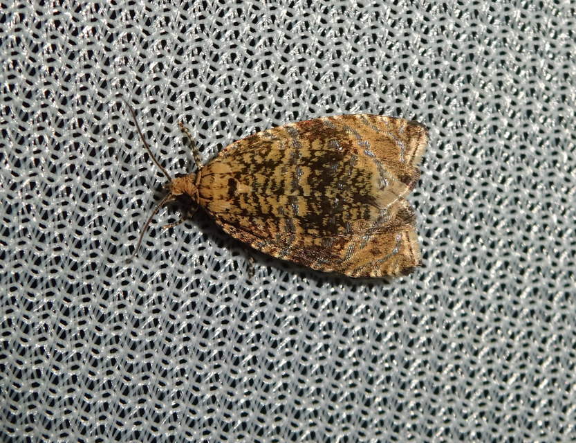 Celypha lacunana - vízparti tükrösmoly