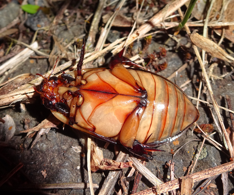 Cybister lateralimarginalis - nagy búvárbogár