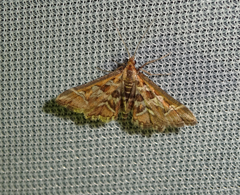 Diasemia reticularis - betűmintás tűzmoly