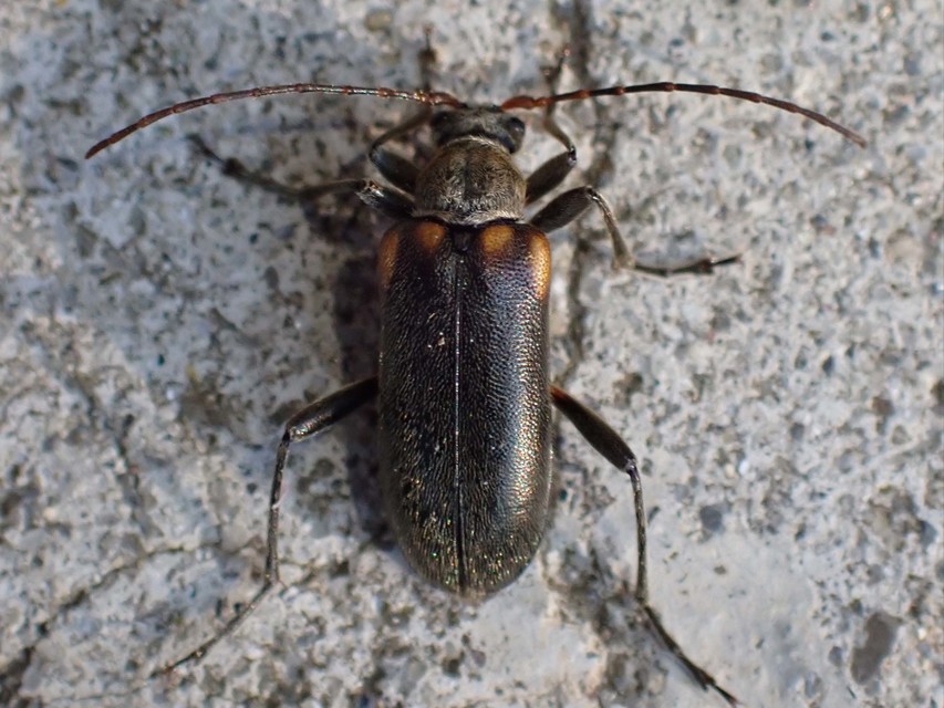 Cortodera humeralis - négyfoltos cserjecincér