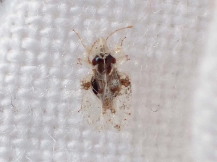 Corythucha arcuata - tölgy-csipkéspoloska