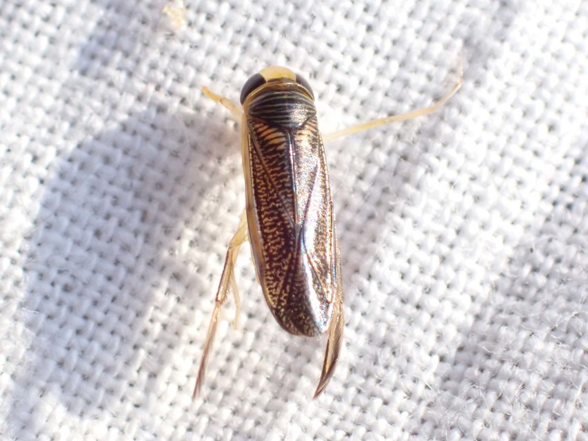 Sigara striata - rovátkolt búvárpoloska Sigara striata - rovátkolt búvárpoloska