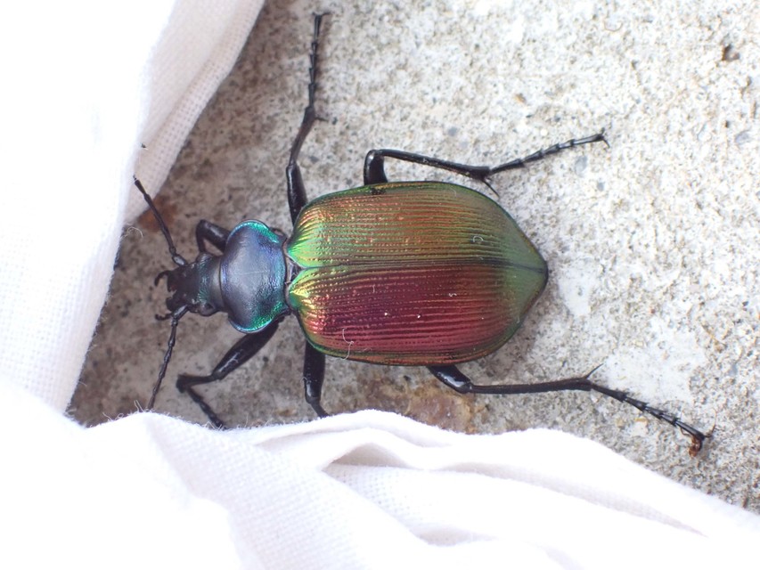 Calosoma sycophanta - aranyos bábrabló