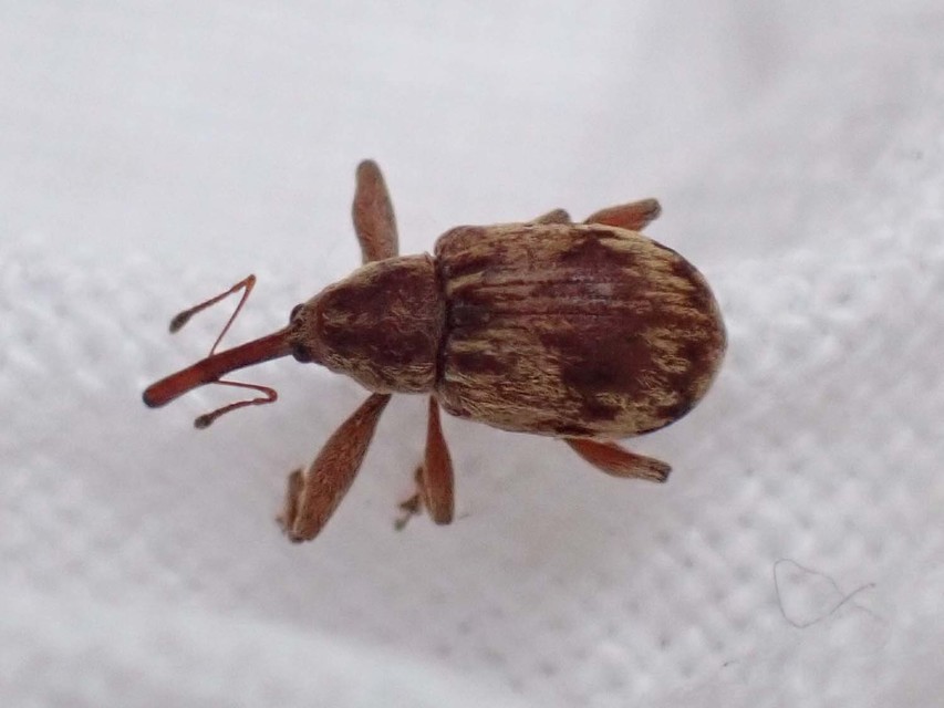 Anthonomus rectirostris - meggymaglikasztó Anthonomus rectirostris - meggymaglikasztó
