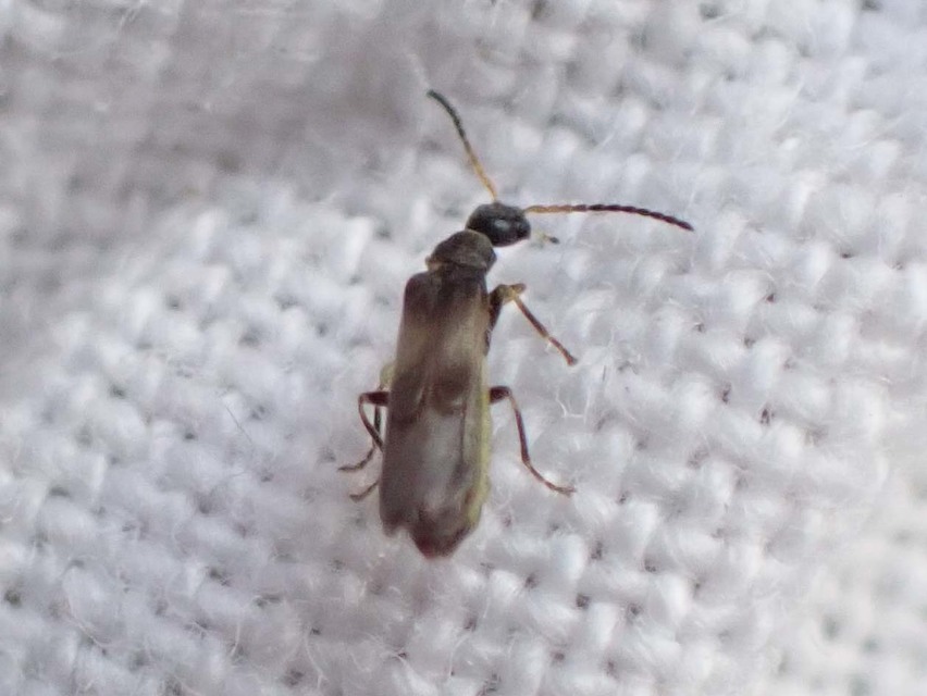 Malthodes