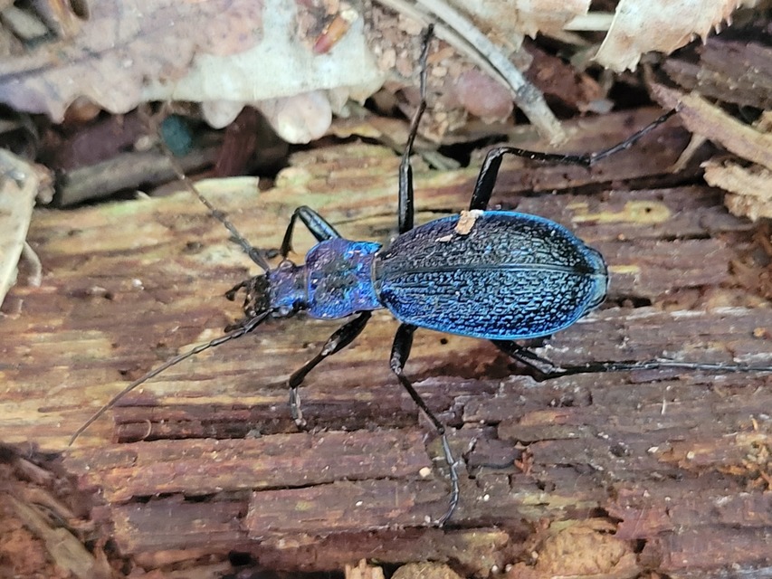 Carabus intricatus - kék laposfutrinka