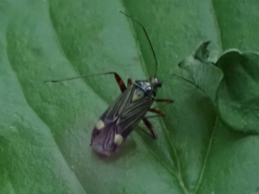 Rhabdomiris striatellus - zebra-mezeipoloska
