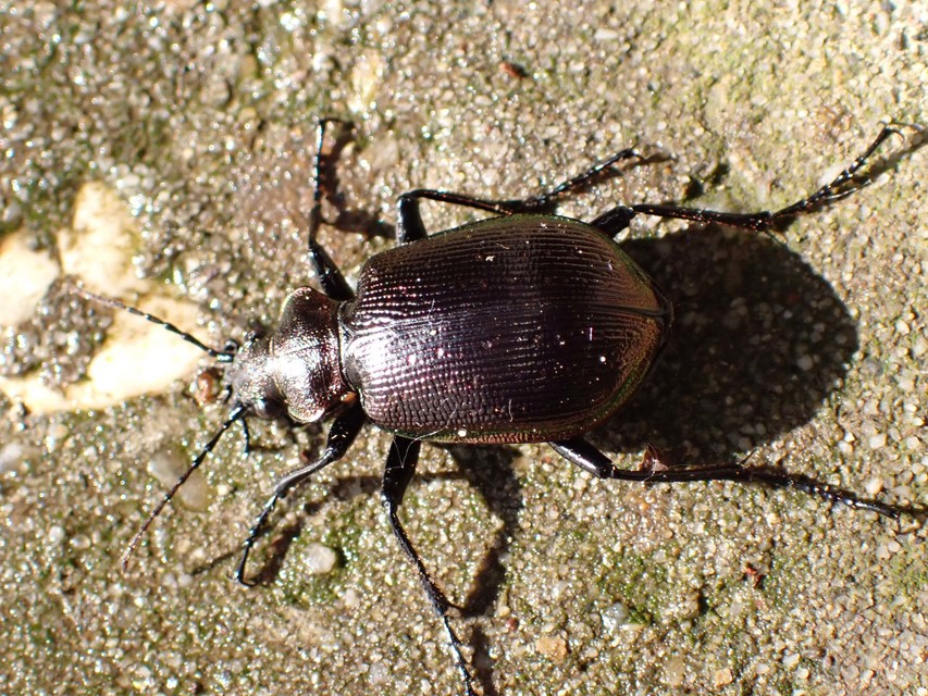 Calosoma inquisitor - kis bábrabló