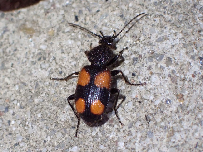 Panagaeus bipustulatus - kis keresztesfutó